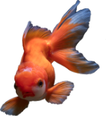 fish-food