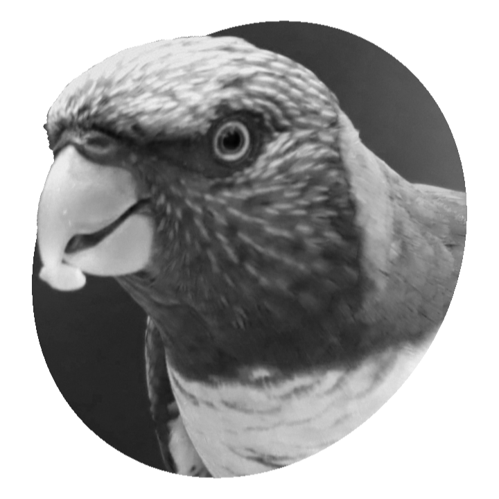 bird-food