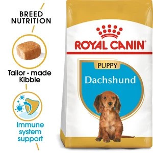Dachshund Puppy 1.5Kg
