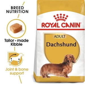 Dachshund