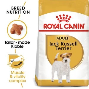 Jack Russell Terrier
