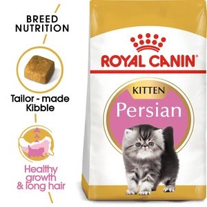 Persian Kitten