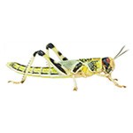 Locust Pre-Pack