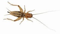 Silent Crickets Pre-Pack, Standard