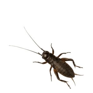 Black Crickets Pre-Pack, Stand/Large