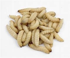 Waxworms 15G Pre-Pack
