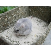 Rollin' Rodent Sand Bath