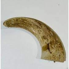 Lamb Horn Marrow