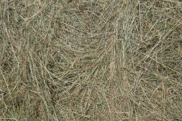 The Pet Cabin Small Hay Pre Pack